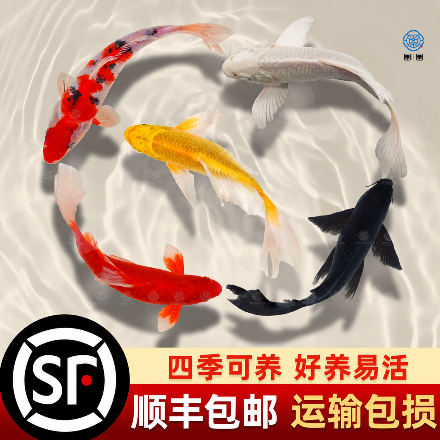 顺丰锦鲤鱼苗观赏鱼活体大型冷水纯种红白草金鱼活鱼淡水好养耐活