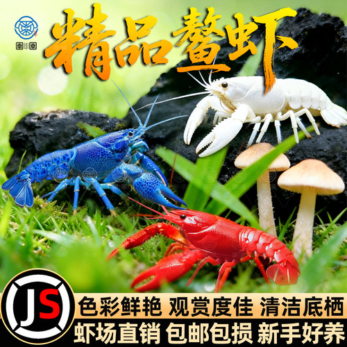 鳌虾观赏虾淡水龙虾冷水耐活宠物虾火山原生天空蓝魔虾青花瓷鳌虾