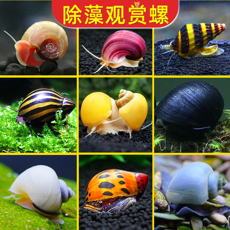 观赏螺淡水苹果螺鱼缸除藻工具吃藻清缸清理大号蜗牛小宠物黄金螺
