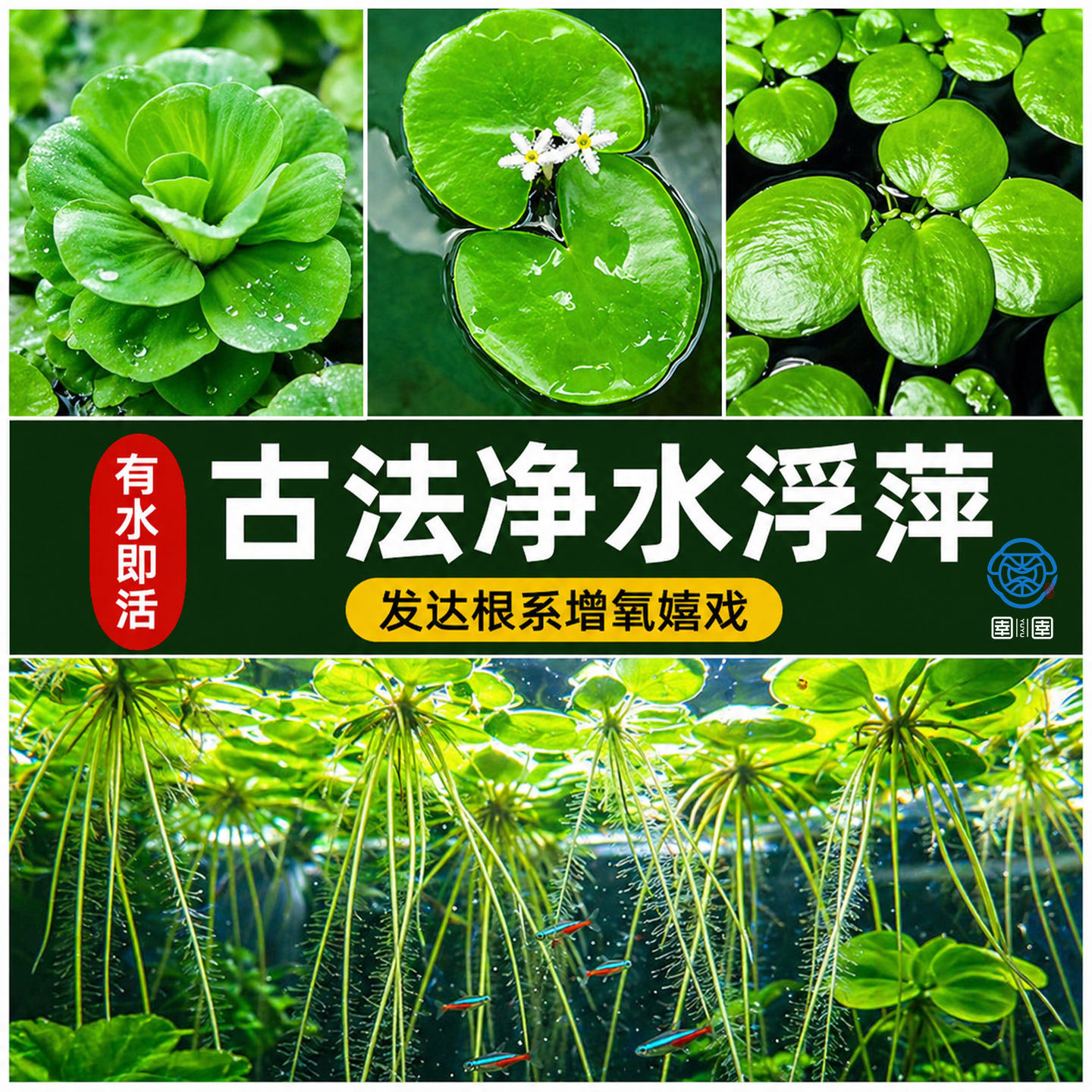 浮萍水草古法鱼缸净水植物龟缸躲避遮阳水培水芙蓉红毛丹漂浮造景