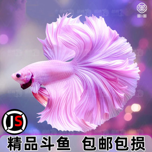 泰国斗鱼观赏鱼小型热带淡水鱼大尾巴半月婚纱好养耐活活体宠物鱼