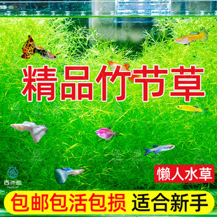 水草印度小竹节草好养植物鱼缸水族箱装 饰造景绿菊蜈蚣草净水真草