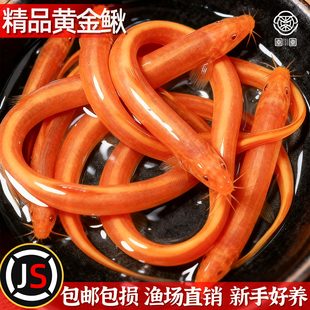 黄金泥鳅冷水清道夫鱼缸除藻清洁工具鱼新练手活鱼观赏鱼小金鱼苗