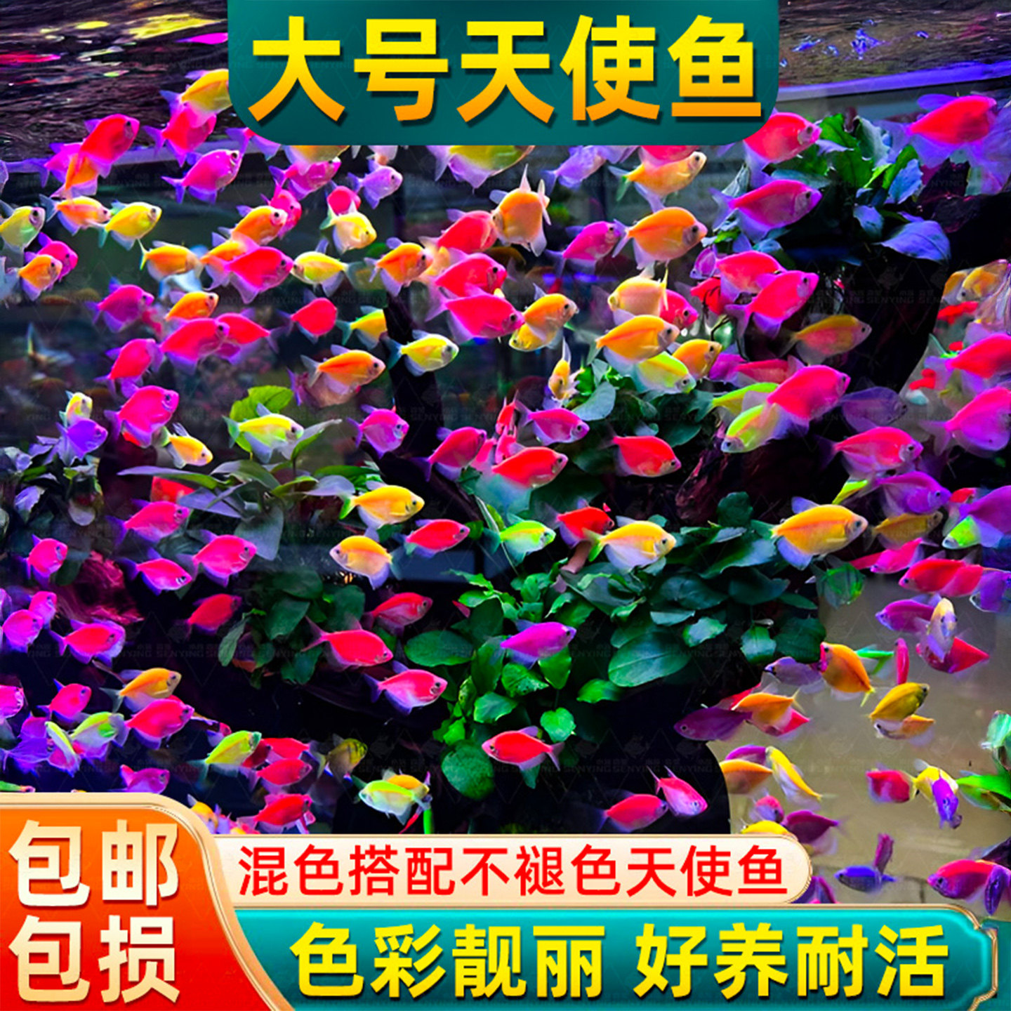 天使鱼观赏鱼群游大号彩裙鱼小型热带鱼淡水好养耐活五彩斑马孔雀