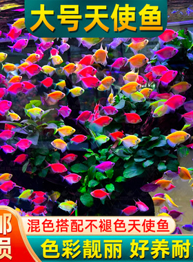 天使鱼观赏鱼群游大号彩裙鱼小型热带鱼淡水好养耐活五彩斑马孔雀