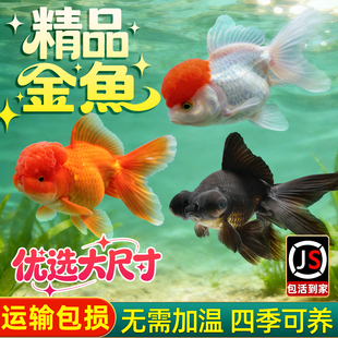 金鱼活鱼观赏鱼鸿运当头活体红狮子头国狮自来水可养淡水冷水鱼苗