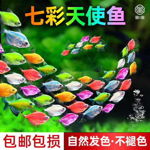 天使鱼观赏鱼活鱼大号群游活体斑马孔雀热带鱼小型鱼淡水好养耐活