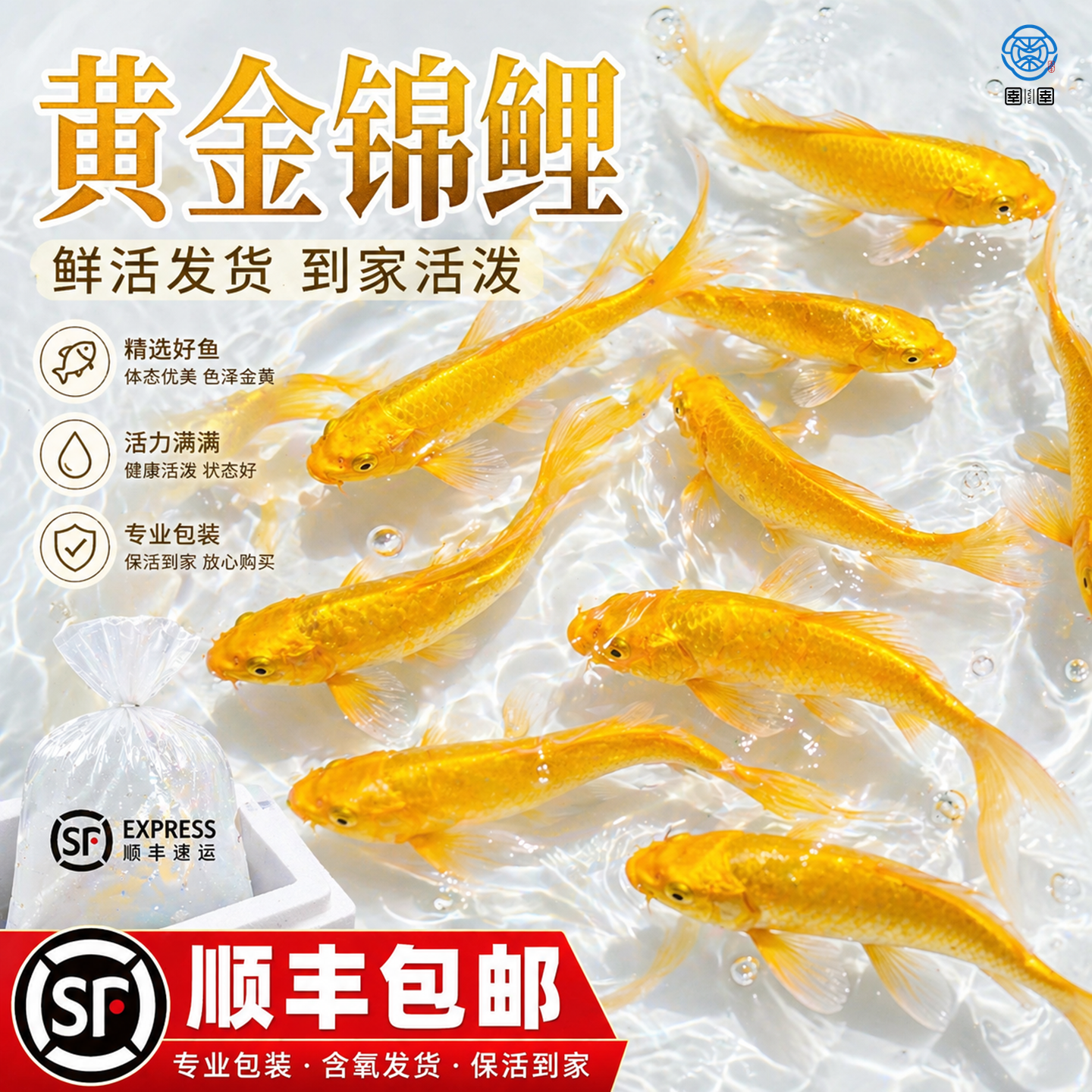 黄金锦鲤观赏鱼鱼金鱼活鱼自来水好养耐活冷水鱼活体龙凤草金鱼苗