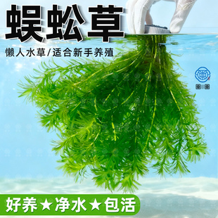 蜈蚣草水草植物养龟鱼缸造景鱼草缸净水绿植新手养鱼绿菊后景草