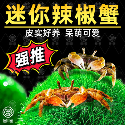 迷你辣椒蟹观赏蟹宠物螃蟹淡水鱼缸除藻吃粪便清洁工具深水小螃蟹