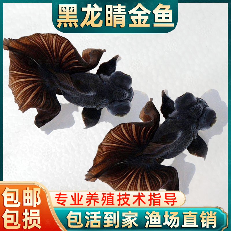 黑龙睛金鱼鱼缸观赏鱼懒人好养耐活自来水不打氧冷水淡水易活活鱼