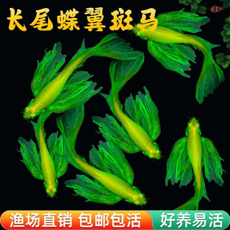 蝶翼斑马鱼长尾荧光糖果小型热带淡水观赏鱼活体鱼苗冷水彩色小鱼