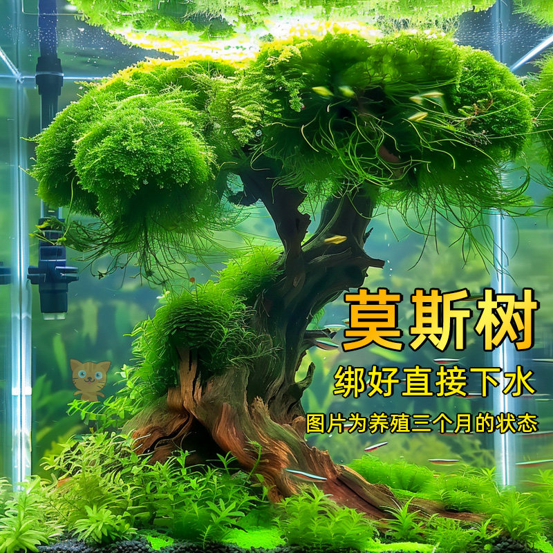 莫斯树活体水草懒人沉木鱼缸造景迎客松造型单头莫斯树成品新手,宠物/宠物食品及用品,水草,淘宝优惠券,粉丝福利购,淘宝优惠卷