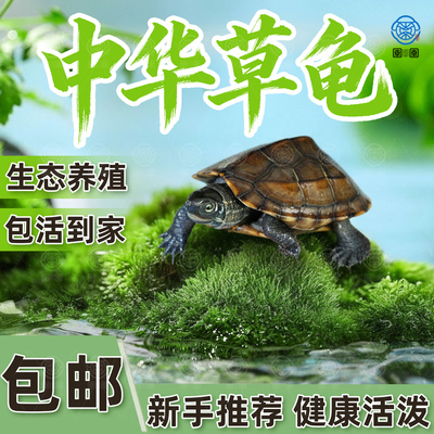 中华草龟观赏龟活物外塘精品草龟包活长寿龟墨龟金线龟宠物小乌龟