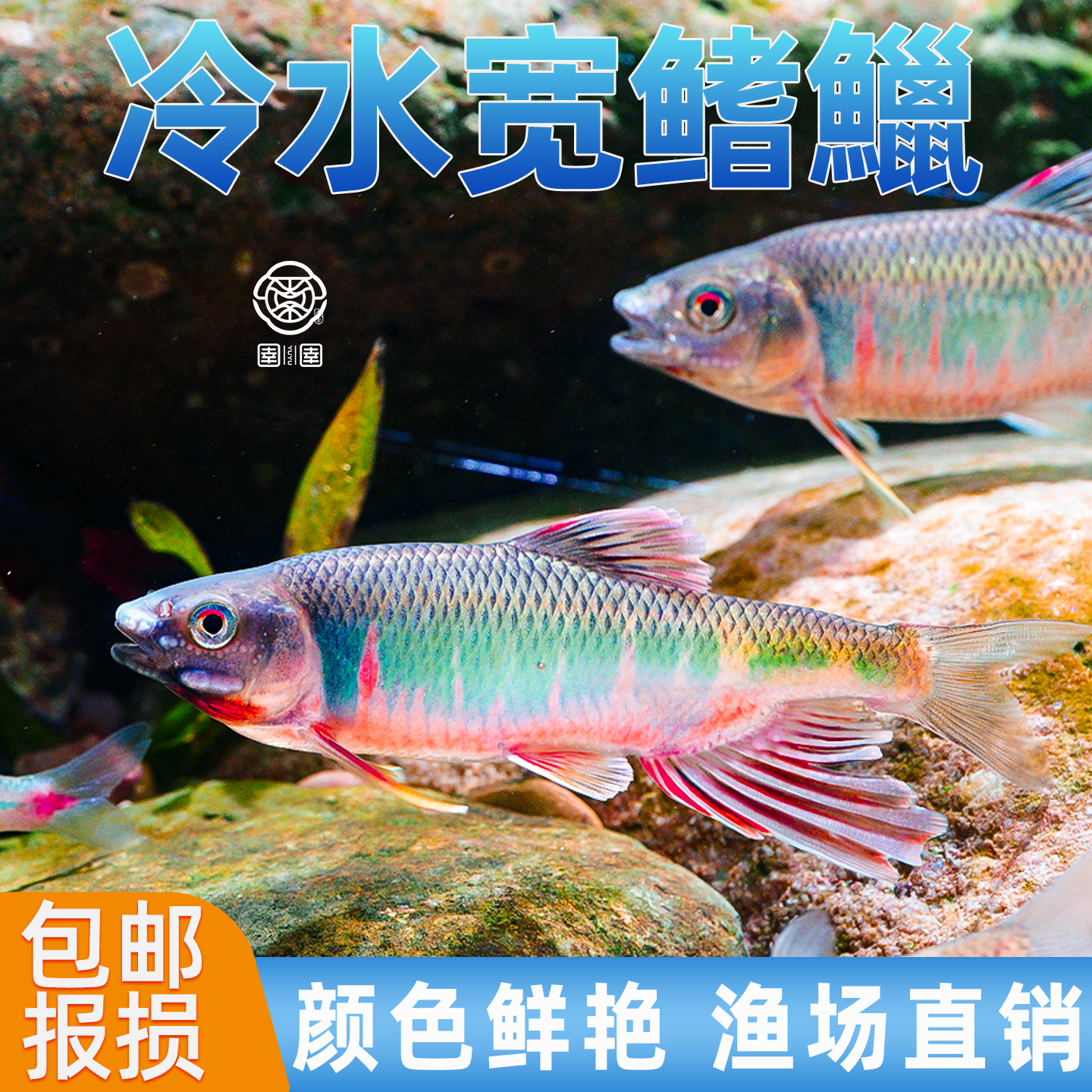 六安宽鳍鱲长鳍鱲马口原生溪流鱼好养耐活冷水观赏鱼桃花鱼淡水鱼