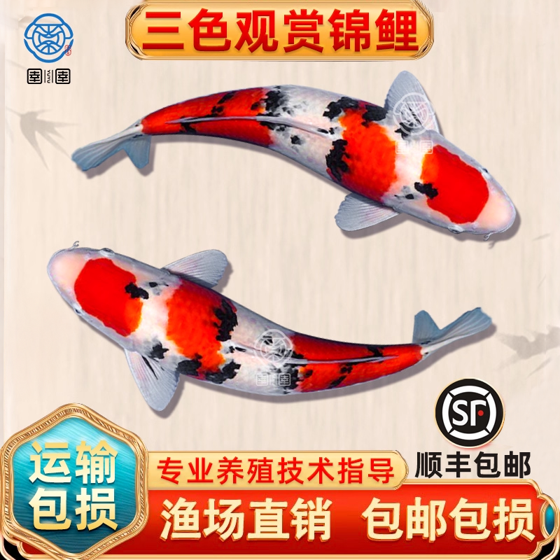 顺丰锦鲤活鱼大正三色锦鲤观赏鱼冷水淡水鱼活体大型好养耐活鱼苗