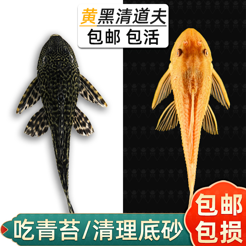 清道夫鱼吃鱼粪便吸盘便宜热带工具鱼清洁鱼缸容易饲养观赏鱼活体