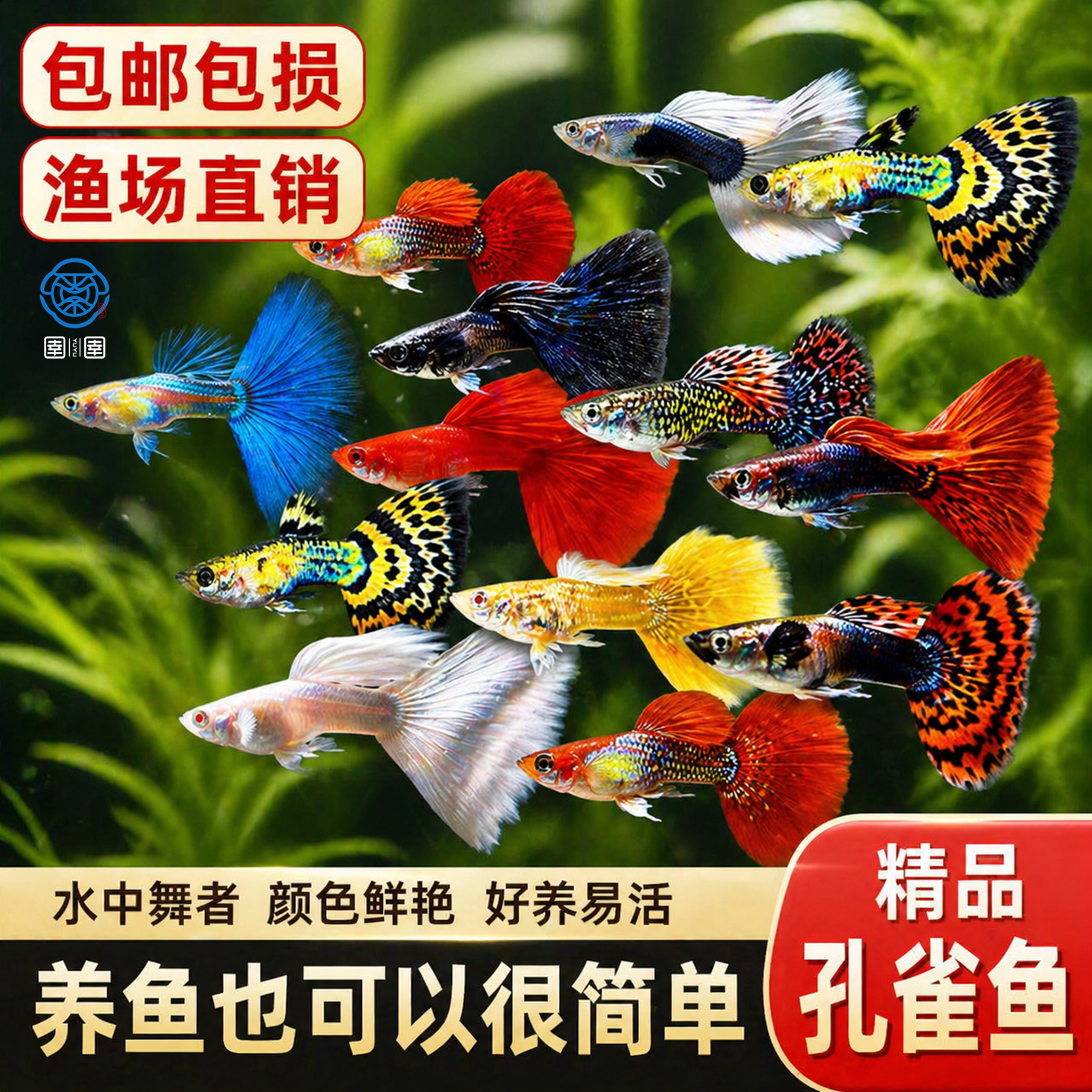 热带观赏鱼纯种孕母孔雀鱼活体练手巴西红胎生凤尾鱼繁殖小型活体