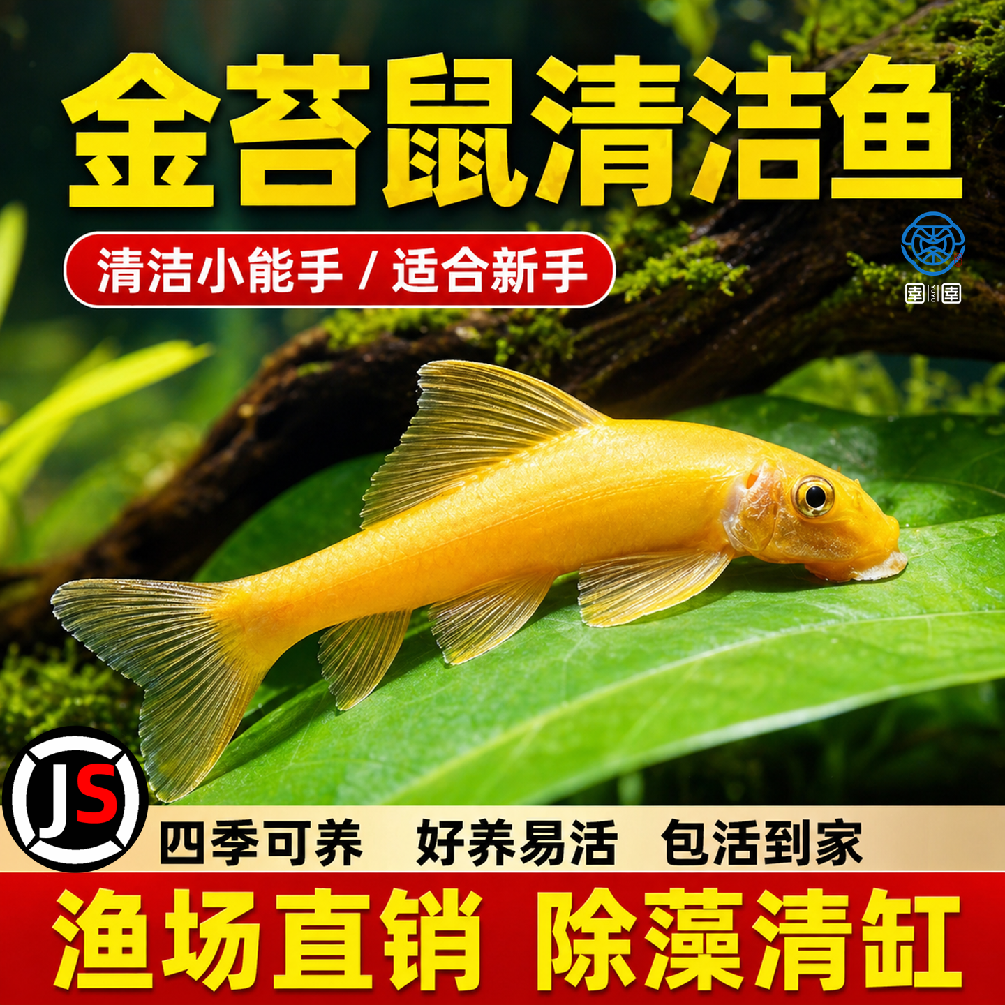 清苔鼠金苔鼠鱼热带观赏鱼清道夫鼠鱼鱼缸除藻鱼清洁鱼活鱼工具鱼