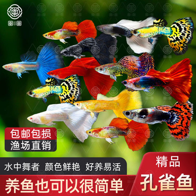 热带观赏鱼纯种孕母孔雀鱼活体练手巴西红胎生凤尾鱼繁殖小型活体