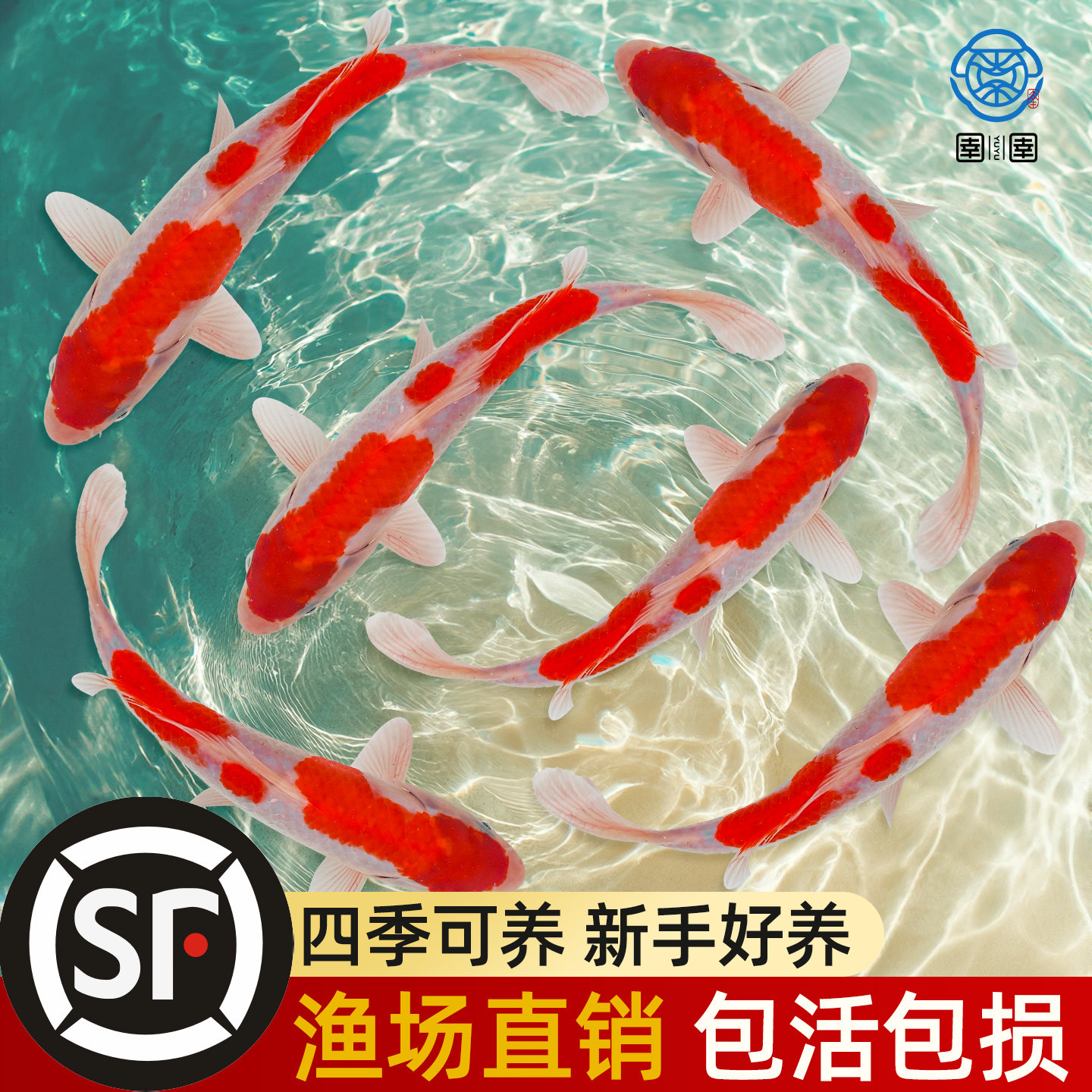 顺丰纯种红白锦鲤活体观赏鱼冷水淡水鱼好养耐活黄金龙凤长尾活鱼