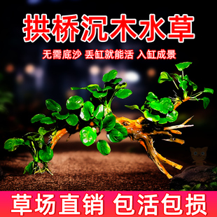 鱼缸造景莫斯沉木天然真水草慕斯草阴性水榕木头生态养鱼莫斯树