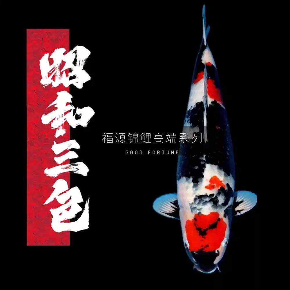精品锦鲤重墨昭和高背粗体大体型血统冷水观赏鱼丹顶面割留养级