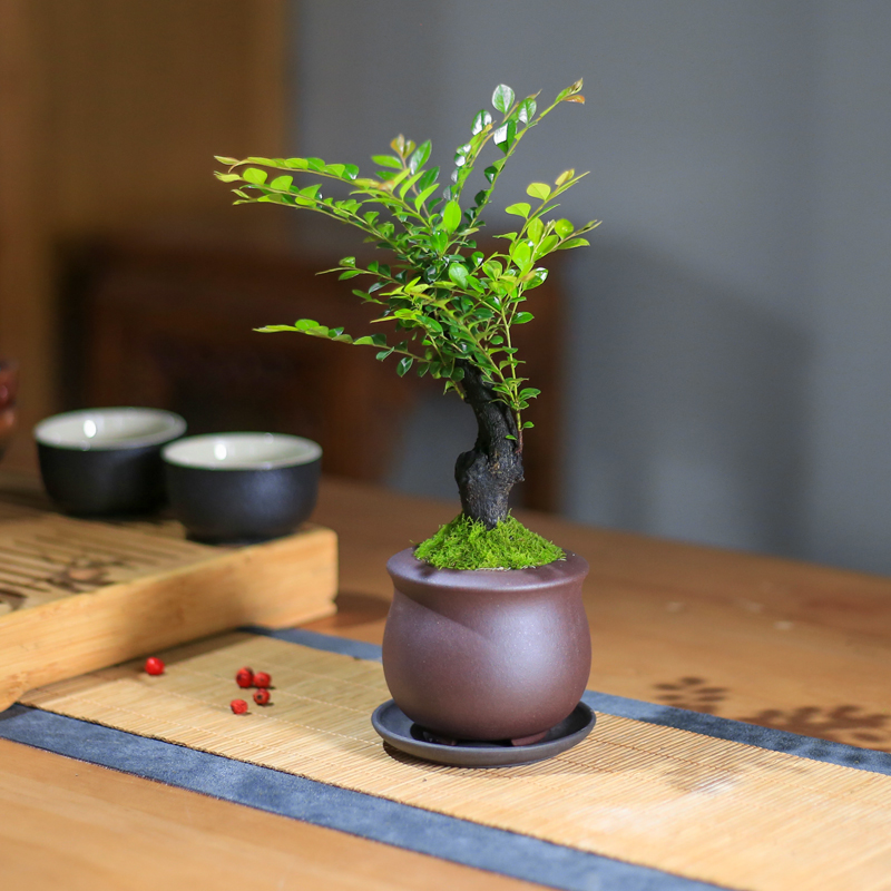 独枝小叶紫檀盆景老桩树苗办公室桌面绿植室内茶室植物黑骨茶盆栽