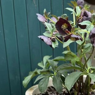 head lion flower pot Cast four iron