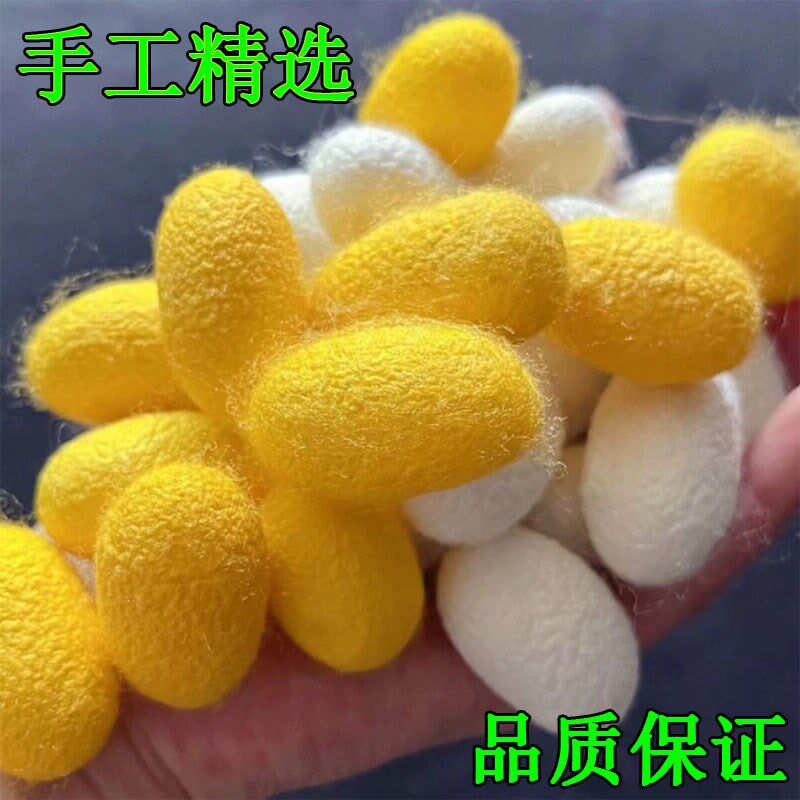 天然烘干完整带蚕蛹桑蚕茧抽丝手工彩绘展示蚕茧壳桑蚕丝团扇蚕茧