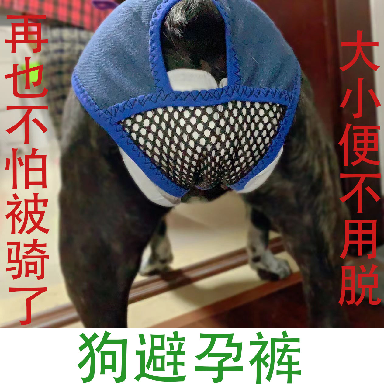 狗狗例假生理裤防交配