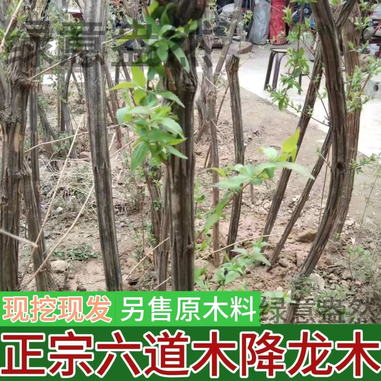 六道木树苗 降龙木树苗六道木原木木棍做手串老桩盆景素材镇宅树