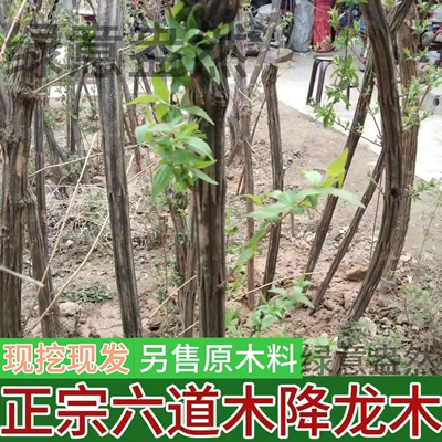 六道木树苗降龙木树苗六道木原木