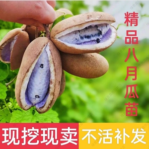 八月瓜树苗无籽水果苗八月炸果树苗南方北方种植地栽盆栽爬藤植物