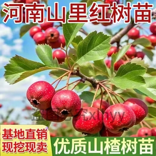 山楂树活苗 山里红树苗盆景河南小叶盆栽红果山楂室内熟桩阳台