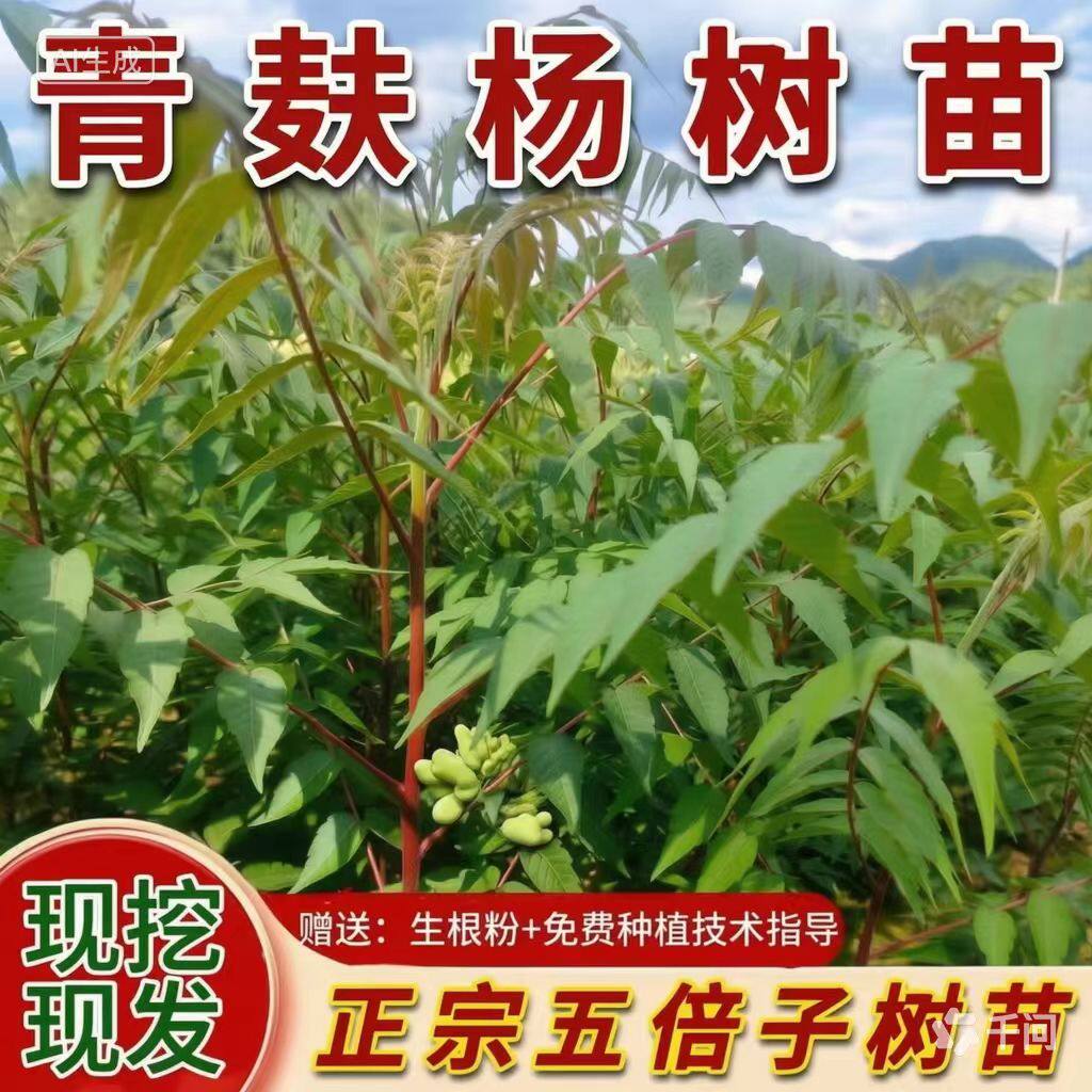 五倍子树苗青麸杨红麸杨树苗肚倍中药材盆栽地栽庭院蜜源耐寒植物