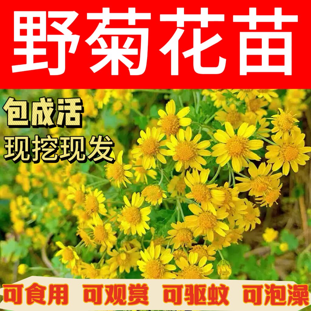 天然野菊花苗四季可种菊花花苗野菊花老根山菊花小金菊野菊花盆栽