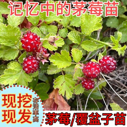 茅莓苗覆盆子树苗中药材悬钩子野草莓庭院盆栽地栽红树莓童年野果