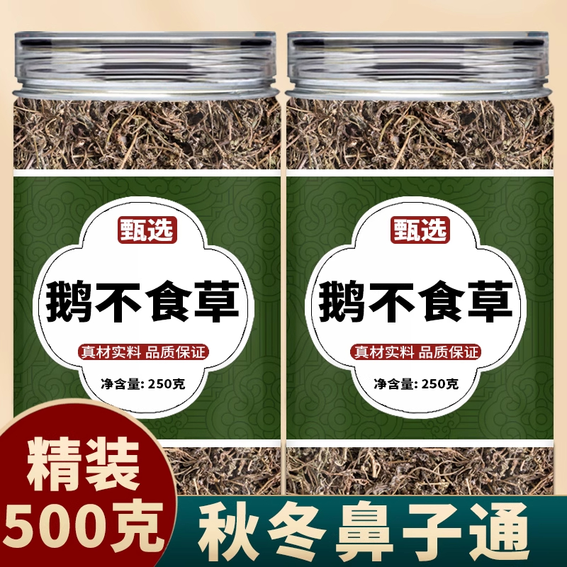 鹅不食草新鲜中药材官方旗舰店茶泡水喝正品苍耳子鹅不吃草中草药