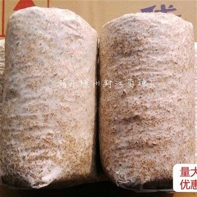 香菇菌种种树上香菇菌种原种母种蘑菇菌种香菇种植椴木香菇菌种