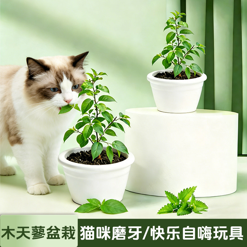 新鲜木天蓼盆栽猫咪磨牙棒树苗幼苗猫咪啃咬耐磨植物磨牙棒猫薄荷图片