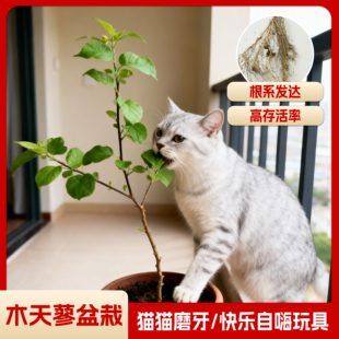 猫玩具木天蓼盆栽猫咪树苗幼苗猫咪啃咬耐磨植物磨牙棒猫薄荷