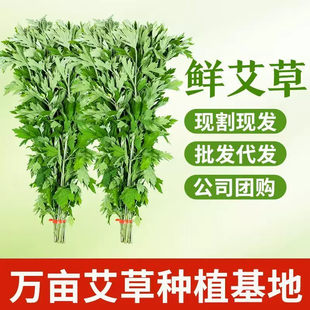 新鲜艾草艾叶端午挂门窗菖蒲鲜艾蒿整颗艾叶长棵全株野生艾草驱蚊