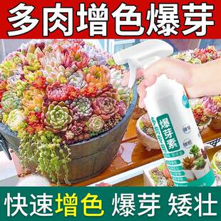 多肉上色素增色宝肉肉植物爆芽营养液多肉肥料矮胖优芽素多肉专用