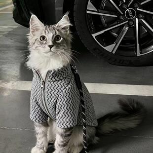 猫咪衣服公猫帅气蓝猫暹罗猫缅因猫小猫银渐层豹猫橘猫秋冬装保暖