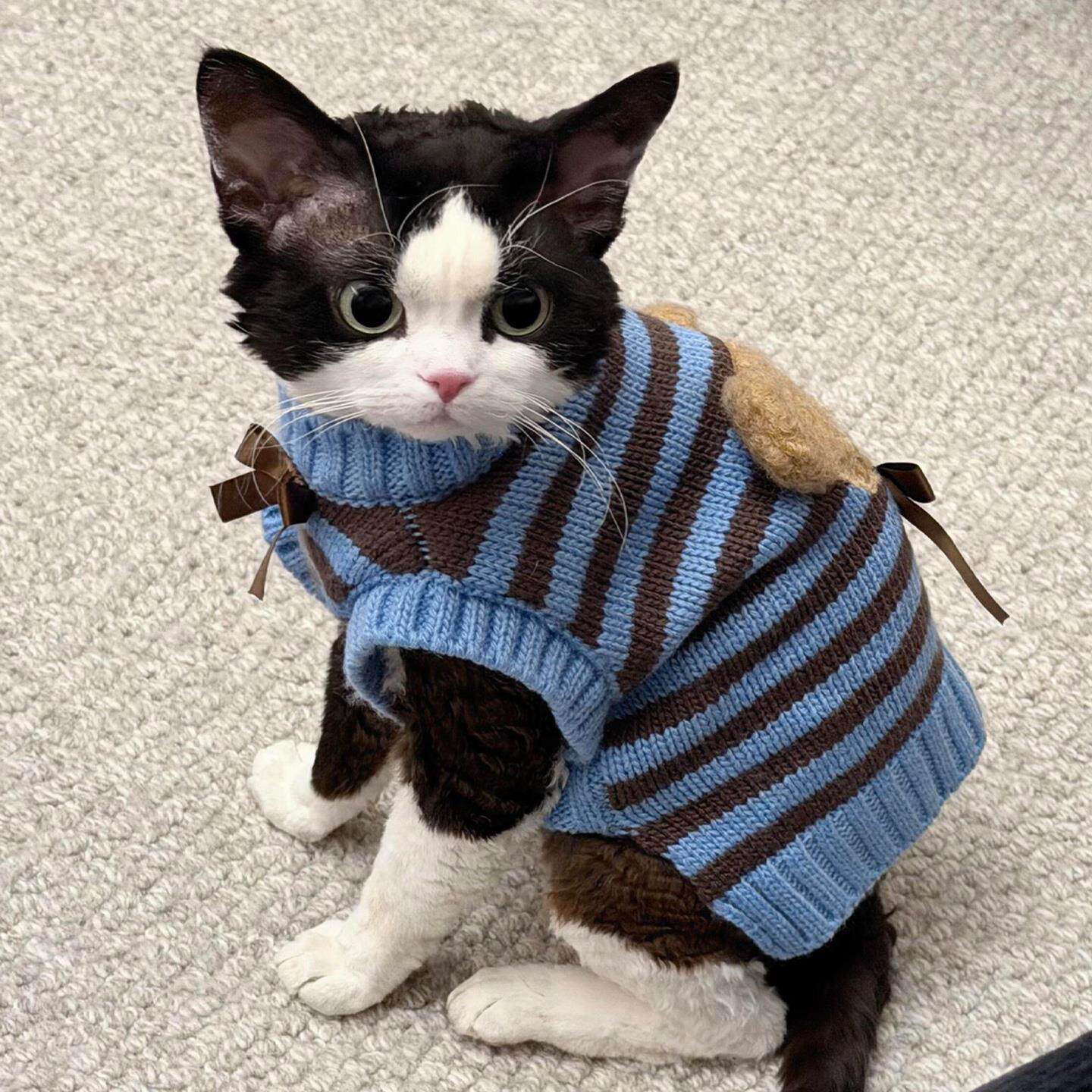 德文猫衣服猫咪冬装柔软防掉毛薄款毛衣可爱韩版加厚保暖过冬服饰