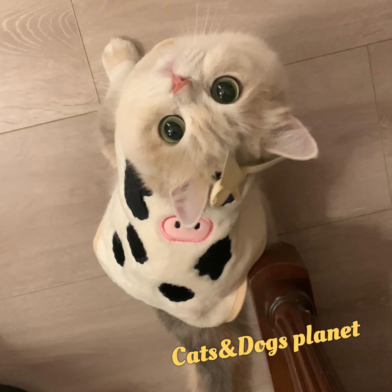 猫咪衣服小狗狗秋冬款背心马甲宠物服装蓝金渐层布偶德文奶牛保暖