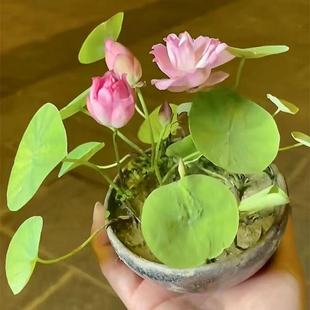 饰绿植盆栽植物户外泗季 正宗水培碗莲种子迷你莲花荷花种子装 开花