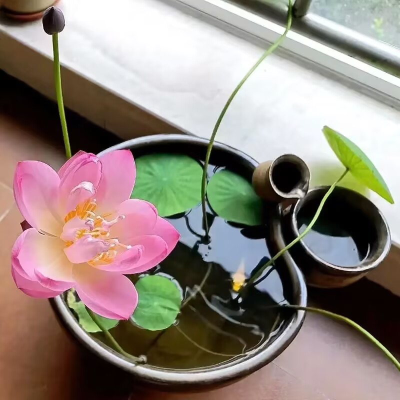 多花色水培碗莲种子已开口四季播种水培植物睡莲荷花室内绿植花卉