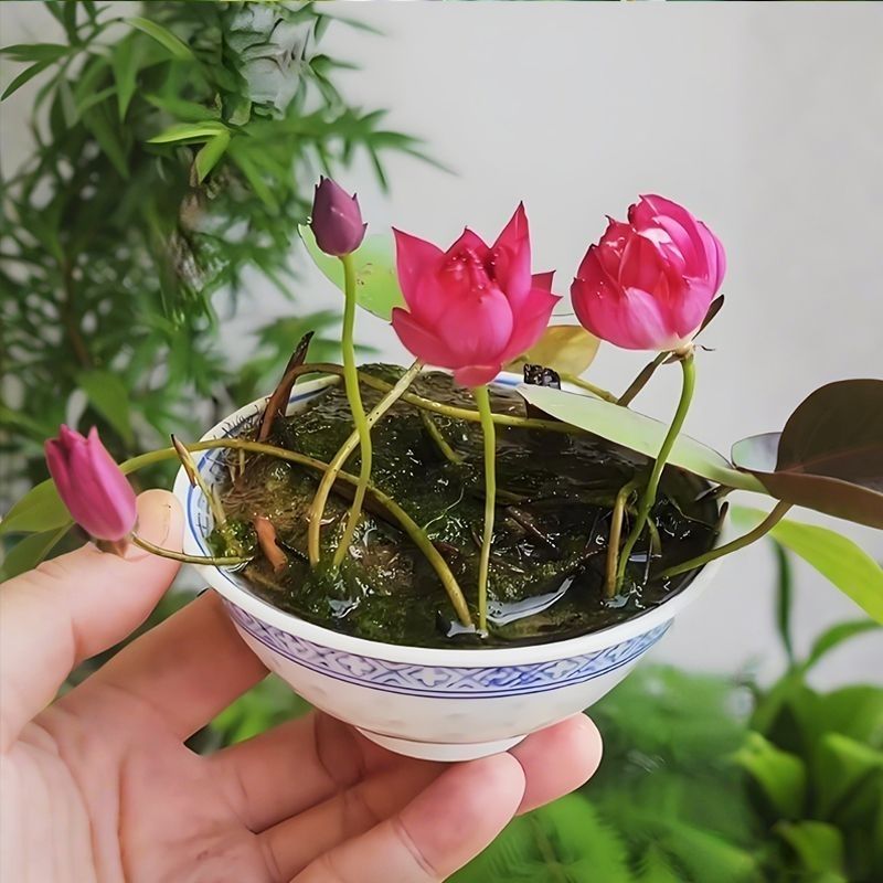 多花色水培碗莲种子已开口四季播种水培植物睡莲荷花室内绿植花卉